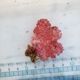 画像: 《近海産海洋生物》トゲトサカの仲間