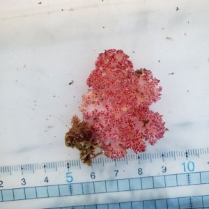 画像: 《近海産海洋生物》トゲトサカの仲間
