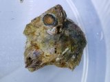 画像: 《近海産海洋生物》ジョウガシマチョウジガイ