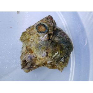 画像: 《近海産海洋生物》ジョウガシマチョウジガイ