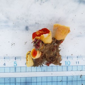 画像: 《近海産海洋生物》ハナタテ（珍色）