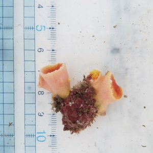 画像: 《近海産海洋生物》キサンゴの一種（ハナタテ？）