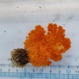 画像: 《近海産海洋生物》トゲトサカの仲間