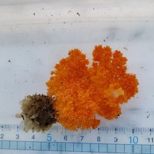 画像: 《近海産海洋生物》トゲトサカの仲間