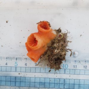 画像: 《近海産海洋生物》オオイボヤギ（？）
