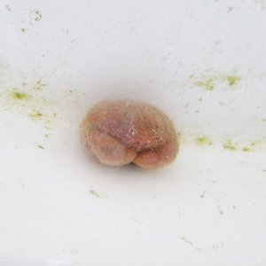 画像: 《近海産甲殻類》マルタマオウギガニ(SMサイズ)…ハンドコート採取