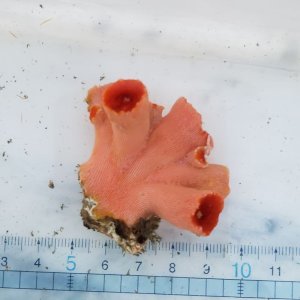 画像: 《近海産海洋生物》オオエダキサンゴ