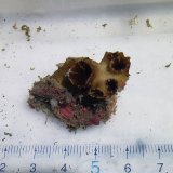 画像: 《近海産海洋生物》ナンヨウキサンゴ　イボヤギ型