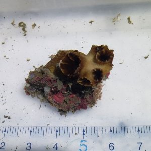 画像: 《近海産海洋生物》ナンヨウキサンゴ　イボヤギ型