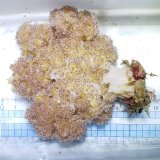 画像: 《近海産海洋生物》トゲトサカの仲間