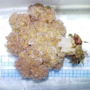 画像: 《近海産海洋生物》トゲトサカの仲間
