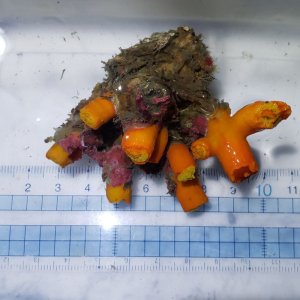 画像: 《近海産海洋生物》エントウキサンゴ