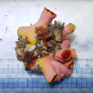 画像: 《近海産海洋生物》オオエダキサンゴ