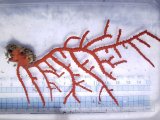 画像: 《近海産海洋生物》ホソヤギの仲間