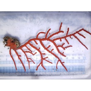 画像: 《近海産海洋生物》ホソヤギの仲間