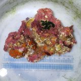 画像: 《近海産海洋生物》LWL（カイメン、石灰藻）