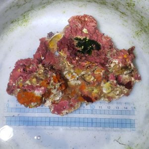 画像: 《近海産海洋生物》LWL（カイメン、石灰藻）