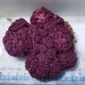 画像: 《近海産海洋生物》トゲトサカの一種