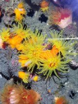 画像: 《近海産海洋生物》エントウキサンゴ