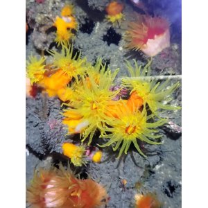 画像: 《近海産海洋生物》エントウキサンゴ