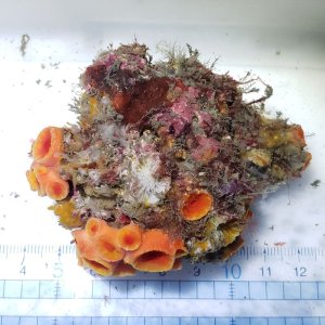 画像: 《近海産海洋生物》タバネイボヤギ