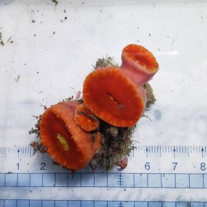 画像: 《近海産海洋生物》ハナタテ（？）