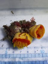 画像: 《近海産海洋生物》ハナタテ　オレンジ系2本付き