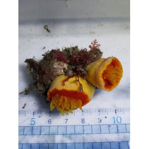画像: 《近海産海洋生物》ハナタテ　オレンジ系2本付き