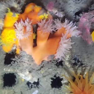 画像: 《近海産海洋生物》シロバナキサンゴ