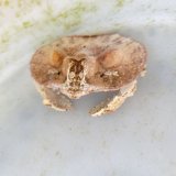 画像: 《近海産甲殻類》【激レア】メンコヒシガニ…ハンドコート採取