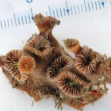 画像: 《近海産海洋生物》フタリビワガライシ(画像の個体です)…ハンドコート採取