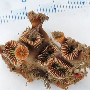 画像: 《近海産海洋生物》フタリビワガライシ(画像の個体です)…ハンドコート採取