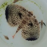 画像: 《近海産海水魚》セミホウボウ（Mサイズ） …ハンドコート採取