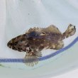 画像1: 《近海産海水魚》【珍】モヨウハタ　幼魚…当店ハンドコート採取