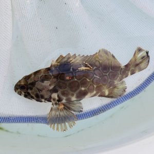 近海産海水魚 ハタ カサゴ オコゼ カエルアンコウの仲間 近海産海水魚類 甲殻類 海洋生物類専門アクアマリンズ Page 2