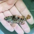 画像3: 《近海産海水魚》【珍】モヨウハタ　幼魚…当店ハンドコート採取