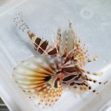画像: 《近海産海水魚》キリンミノカサゴ（SSサイズ）…当店ハンドコート採取