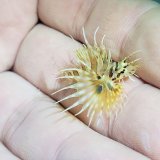 画像: 《近海産海水魚》【激レアサイズ】キリンミノ ベビー…当店ハンドコート採取
