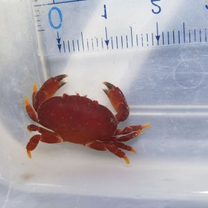 画像: 《近海産甲殻類》アカマンジュウガニ（珍サイズ）甲幅2センチ前後　1匹…ハンドコート採取