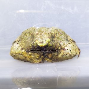 画像: 《近海産甲殻類》ソデカラッパ(歩脚欠損あり)…ハンドコート採取
