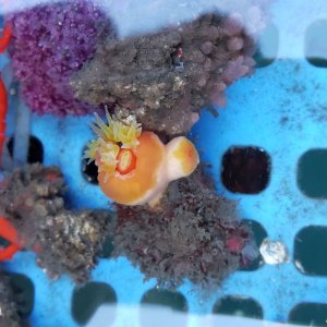 画像: 《近海産海洋生物》キサンゴの一種