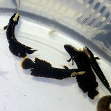 画像: 《近海産海水魚》フチドリタナバタウオ　…当店ハンドコート採取