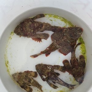 画像: 《近海産海水魚》サツマカサゴ（SMサイズのフリー個体）…ハンドコート採取