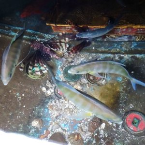 画像: 《近海産海水魚》クロヒラアジ(1匹)…近海ハンドコート採取