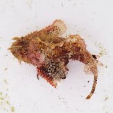 画像: 《近海産海水魚》ネッタイフサカサゴ（画像の個体です）・・ハンドコート採取