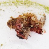 画像: 《近海産海水魚》ネッタイフサカサゴ（画像の個体です）・・ハンドコート採取