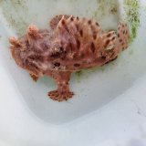 画像: 《近海産海水魚》【珍色】カエルアンコウ（パープルカラー）・・当店ハンドコ ート採取