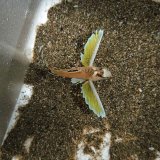 画像: 《近海産海水魚》ハチ