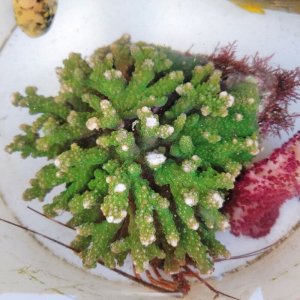 画像: 《近海産海洋生物》☆★☆ミドリイシ土台付き（画像の個体です）・・