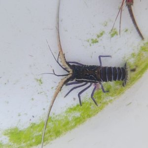 画像: 《近海産甲殻類》ゴシキエビ (歩足2欠損)…当店ハンドコート採取
